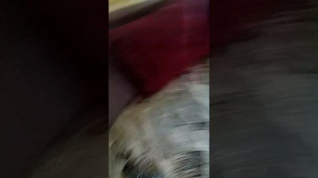 бои богов ( рофл видео) смотреть онлайн