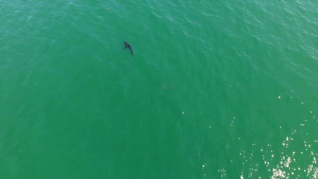 6 GREAT WHITE SHARKS IN CARPENTERIA смотреть онлайн