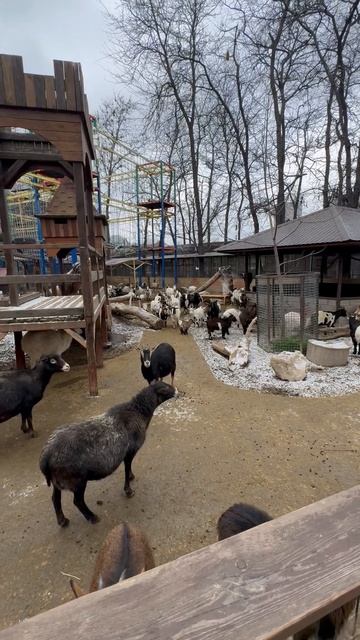 Козы и бараны поют акапелло в Зоопарке Бахчисарая. смотреть онлайн