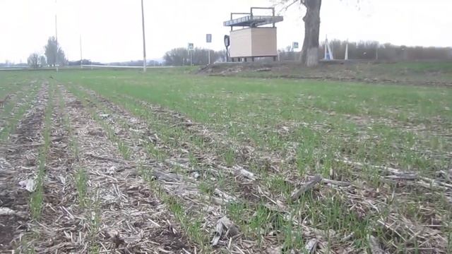 Озимая пшеница по пару и после подсолнечника. 100% предсказуемый результат. смотреть онлайн