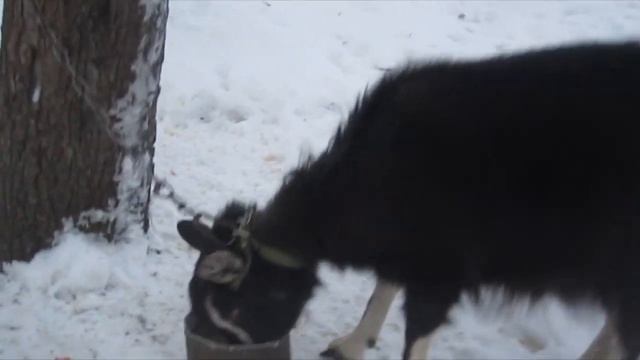 Выпускаем коз зимой покушать на улице, побегать-размяться. смотреть онлайн