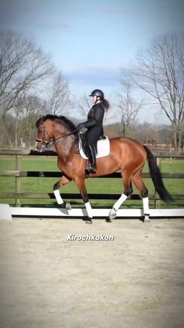 Кросс кантри💞 #рекомендации #equestrain #лошади #horseriding #horse #horsetrack смотреть онлайн