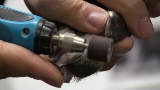 How To Use Grinder/Dremel For Dog Nails | Pet Grooming Tutorial ! смотреть онлайн