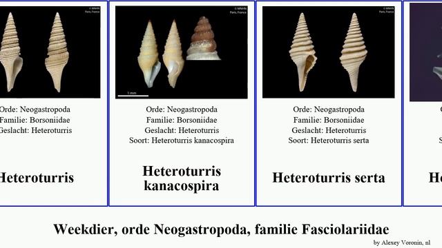 Weekdier, orde Neogastropoda, familie Fasciolariidae mangelia boucheti cancellaria cystiscus helga смотреть онлайн