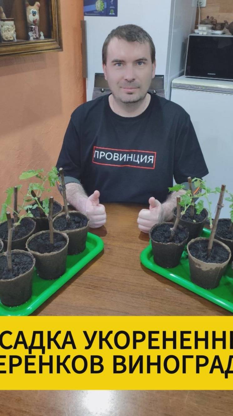 ПОСАДКА УКОРЕНЕННЫХ ЧЕРЕНКОВ ВИНОГРАДА смотреть онлайн