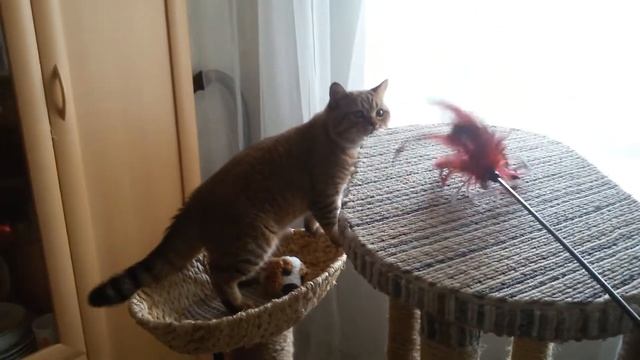 Кот Дарсик.Кошачий дом своими руками!😊☺😊 смотреть онлайн