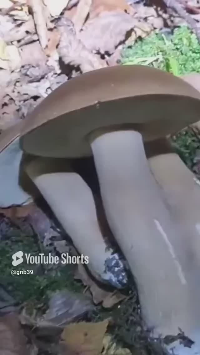 ночной СБОР ГРИБОВ. плюсы и минусы #shorts #грибы #природа смотреть онлайн