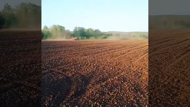 Досеваем голозёрный овёс