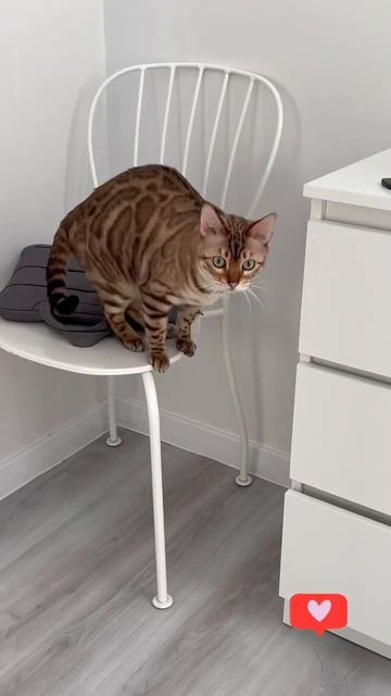 Маргарита - «любопытный кошк»😁 смотреть онлайн