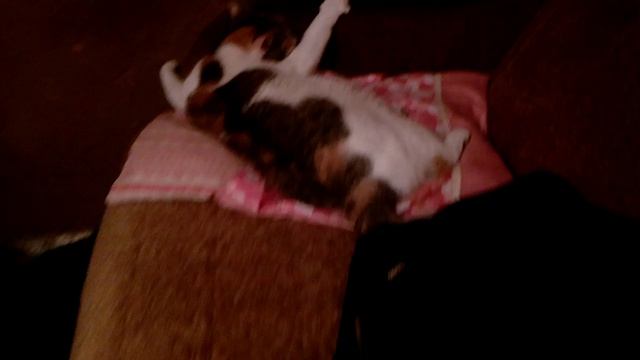 Одноглазый кот и беременная кошка смотреть онлайн