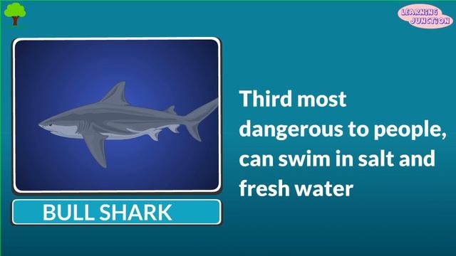 Learn about Sharks | Types and Habitat | Sharks video смотреть онлайн