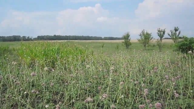 Уборка воздушной бульбочки чеснока и ее разновидности, которые есть у нас. смотреть онлайн