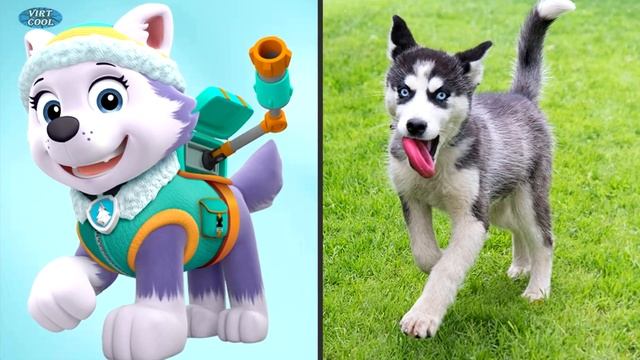 Paw Patrol Dogs in Real Life! Main Characters смотреть онлайн