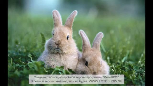 Проста Nosa смотреть онлайн