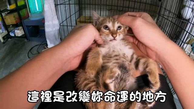 『貓咪又溜掉』前功盡棄？好不容易抓到卻... Cat Story#86 смотреть онлайн