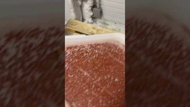 Постоянный отбор только лучшей камчатской икры