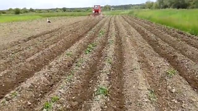 Т25 і їжаки смотреть онлайн
