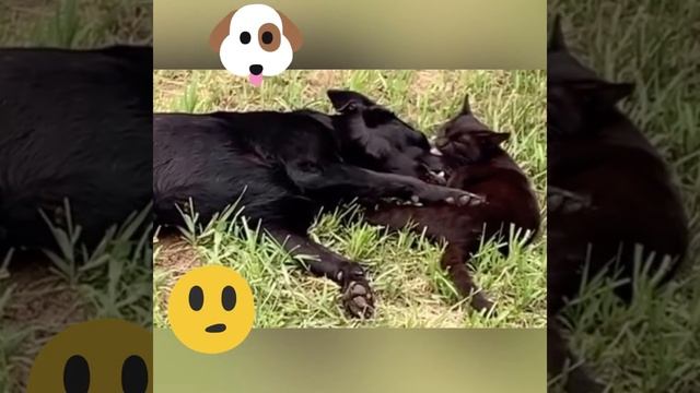 Котопес смотреть онлайн