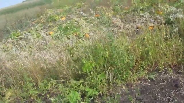 ✔Дыня Канталупа в России | Окончание эксперимента | РУССКОЕ ПОЛЕ || смотреть онлайн