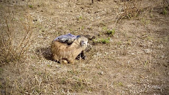 Abandoned Baby Gazelle Fighting to Find its Feet to Find Mom смотреть онлайн