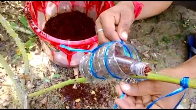 इंगलिश गुलाब को मल्टीप्लाई कैसे करें ? How to multiply English Rose Plants смотреть онлайн