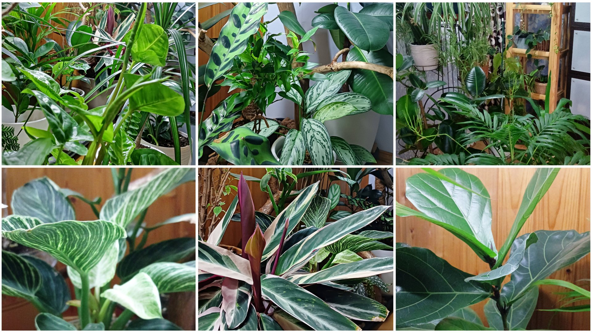 Мои комнатные растения. Целое воскресенье посвятила цветам. смотреть онлайн