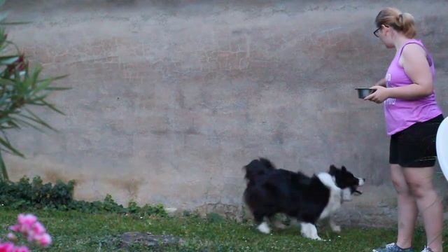 80 Amazing DogTricks By Riley the Border Collie [400 sub] смотреть онлайн