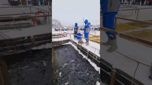 Бонусный запуск 215 кг. смотреть онлайн