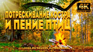 Потрескивание Костра И Пение Птиц - На Фоне Красочной Осенней Природы. Звуки Костра И Птиц ASMR.