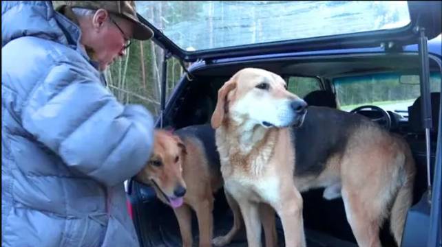 Вечерняя нагонка .Русская гончая Лайма вл. Шатров В.А.#охотасгончей#собака #животные #топ #hunting смотреть онлайн