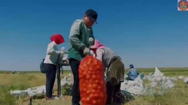 Плоды шардаринской земли