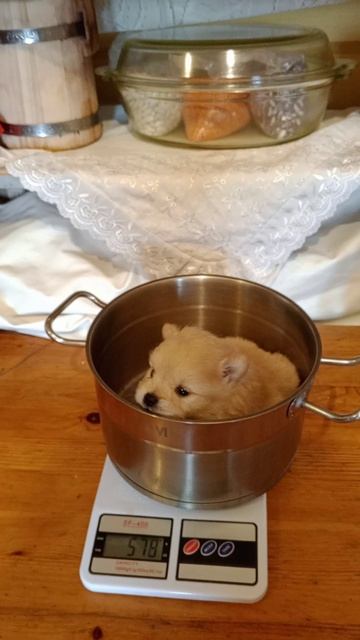 Шпиц,малый мальчик