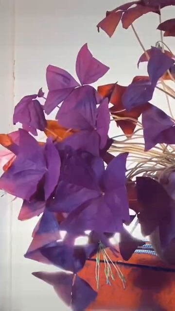 Oxalis Time Lapse ~ Flight of The Butterfly смотреть онлайн