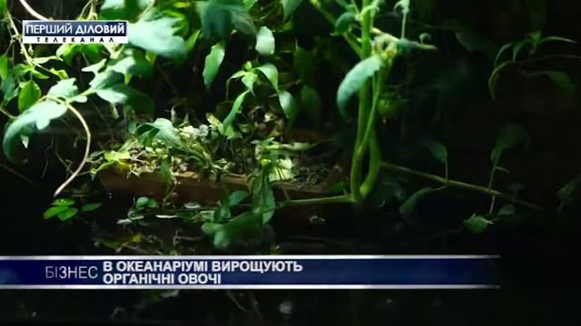 В океанариуме выращивают органические овощи