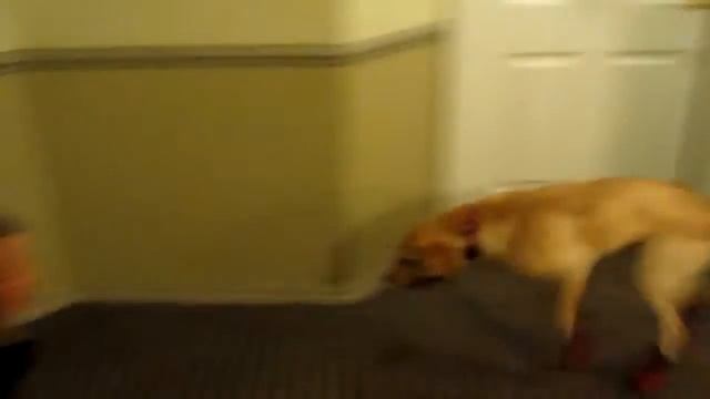 Собака в ботинках в первый раз =))) смотреть онлайн