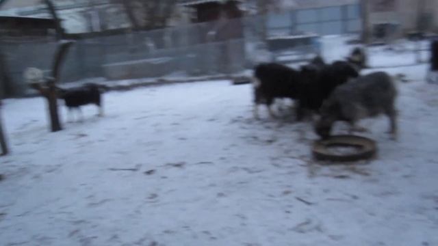 Продали немного коз. Не стало нашего Клубочка. Рассуждения. смотреть онлайн