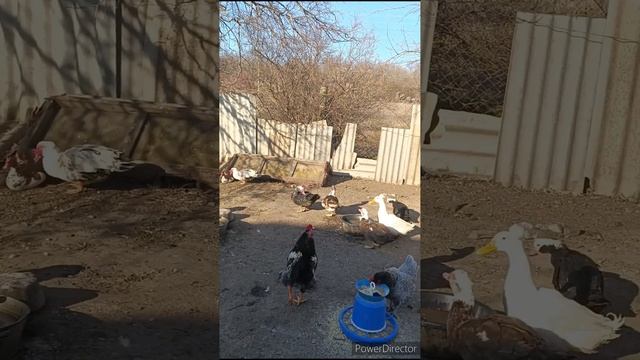 Как же мне бросить первую древнейшую профессию? Стою в шпагате.... смотреть онлайн