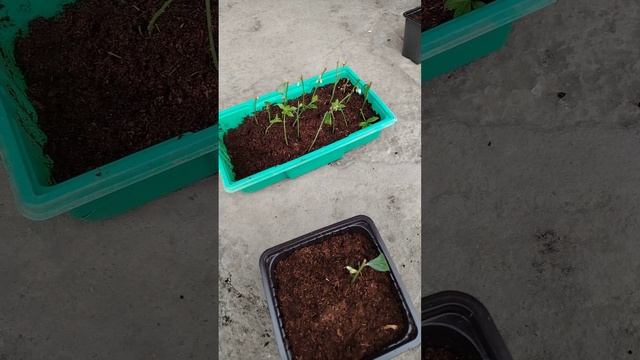 Зелёное черенкование. Голубика садовая