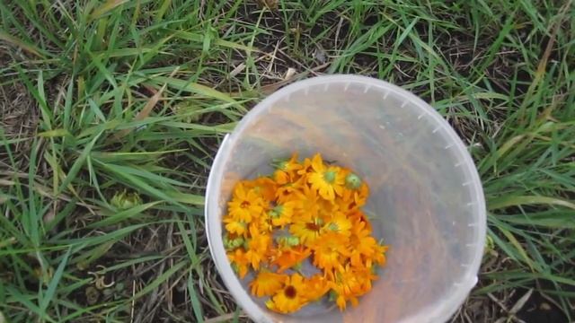 Чем полезна календула и как ее выращивать и собирать. смотреть онлайн