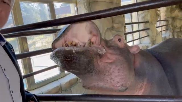 Бегемот Фрида скоро будет в летнем вольере смотреть онлайн