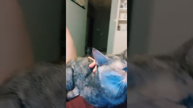 #котик#бонбон#нежное#видео#любовь#любовная#нежности#кошачьи#ласки#милота#ласковый#котик#животные смотреть онлайн