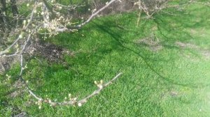 VID_20250320_103222.mp4