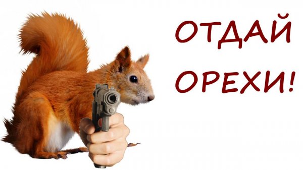 Squirrel with a Gun: американский грызун