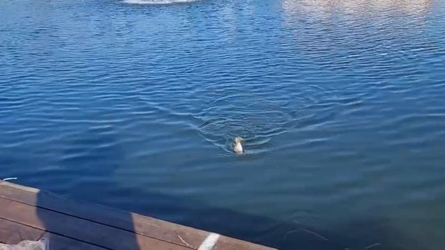 Запуск Вип !