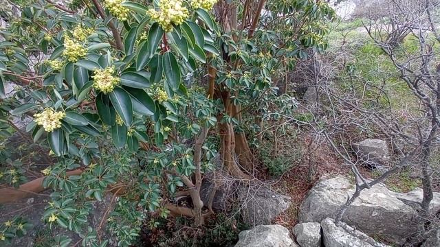 Симеиз цветущая Кошка 18 марта 2024 г. смотреть онлайн