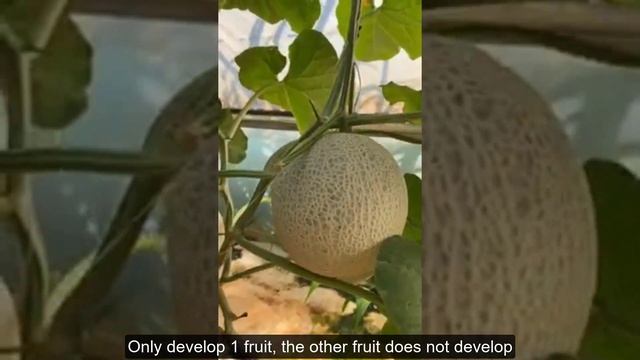 Growing 2 Fruits On Each Melon Plant - Should Or Should Not? смотреть онлайн