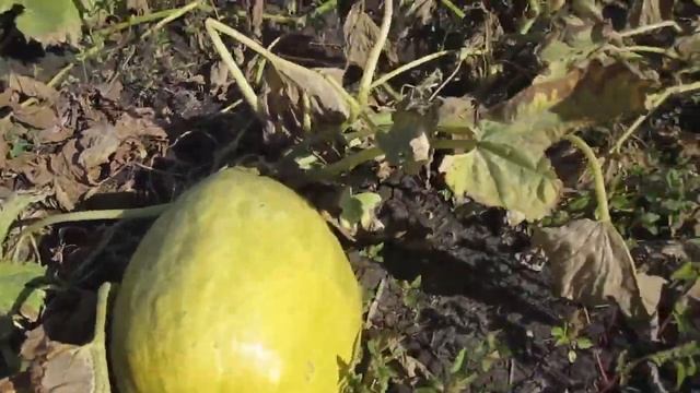 Какие виды тыквы бывают. Показываем свои сорта. Уборка и урожай. смотреть онлайн