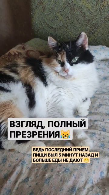 Ушастой не дали второй завтрак через 5 минут после 1 😹 #кошка #питер #казань смотреть онлайн