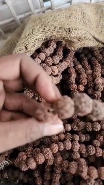 6 Mukhi rudraksha available for wholesale and retail whatsapp 8878850843 #rudraksha #pradeepmishra смотреть онлайн