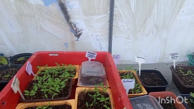 Мартовская зима.В теплице все зеленеет.